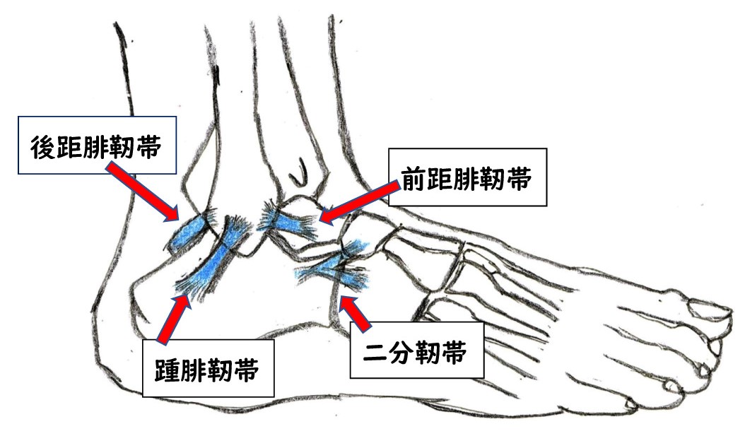 足関節捻挫について まちの整骨院グループ