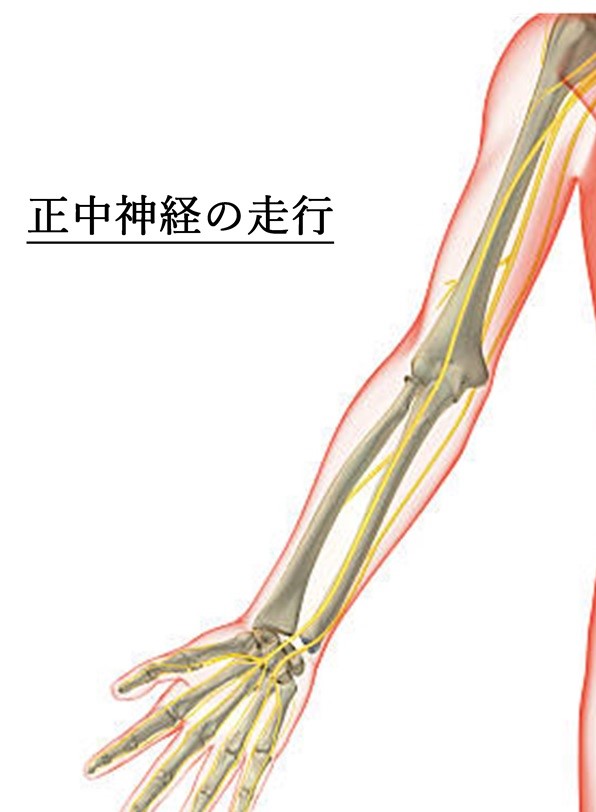 正中神経麻痺 | まちの整骨院グループ